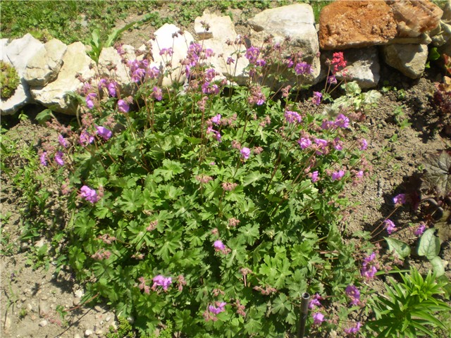 iglica